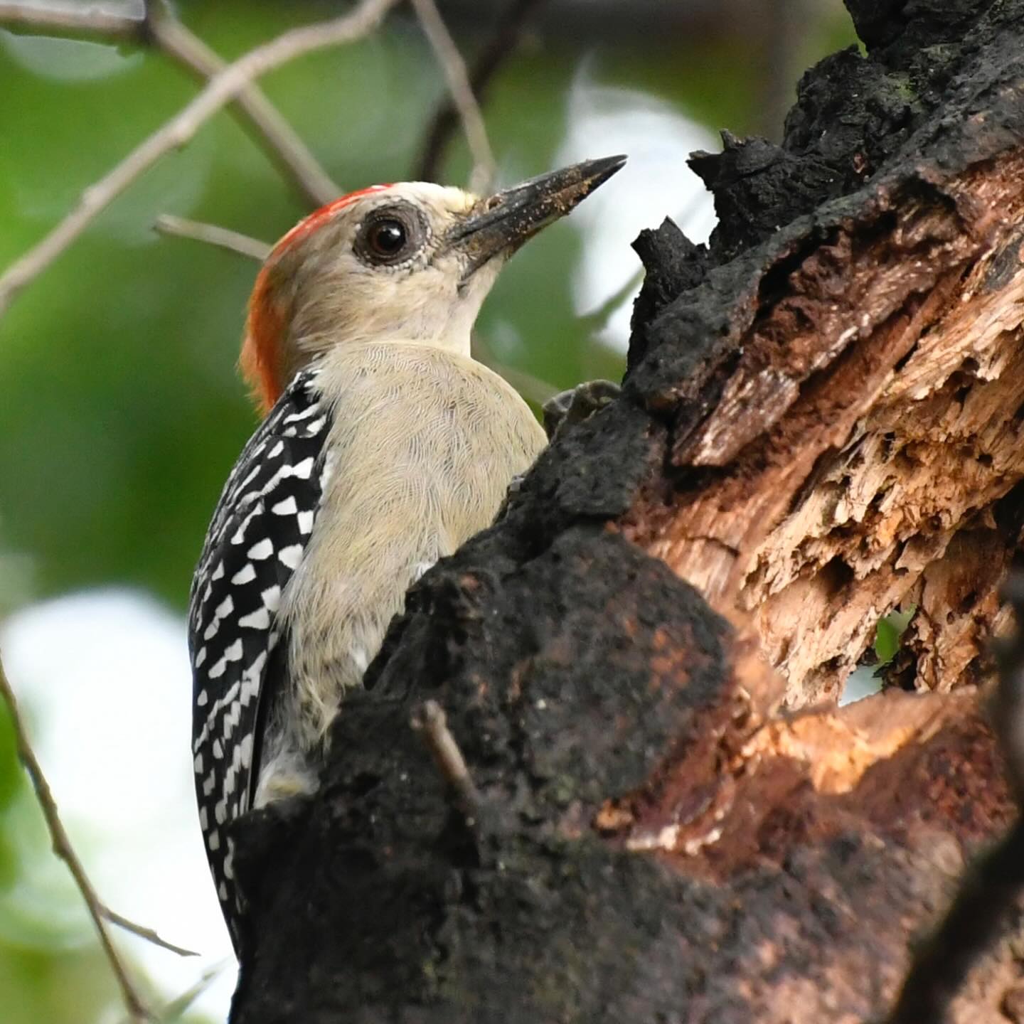 Pajareando · Vida alada