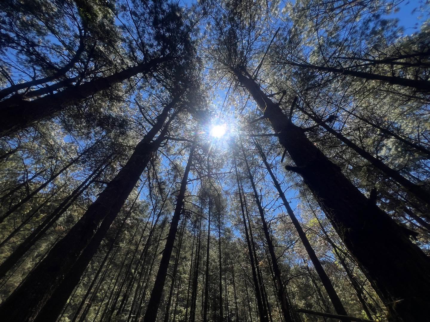 Radiación solar filtrada por dosel forestal