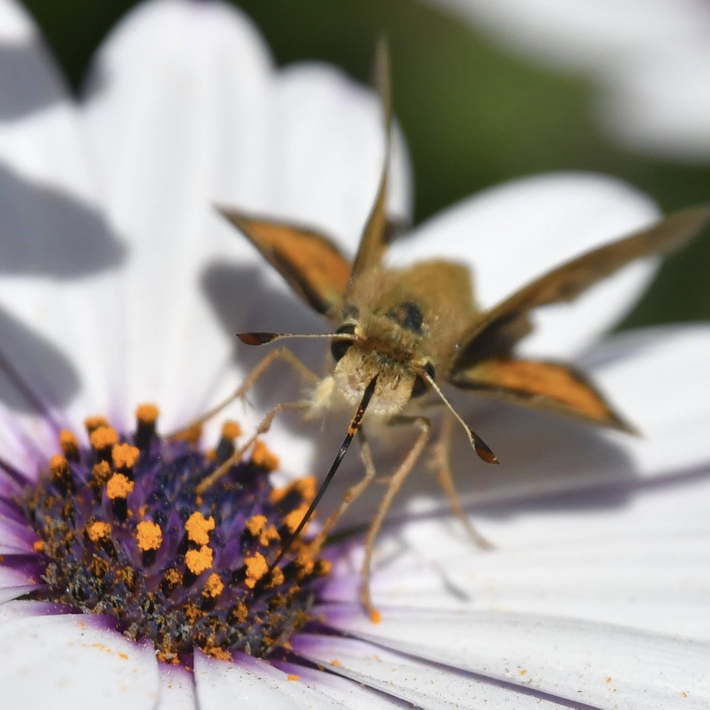 Interacción polinizadora: lepidóptero en flor