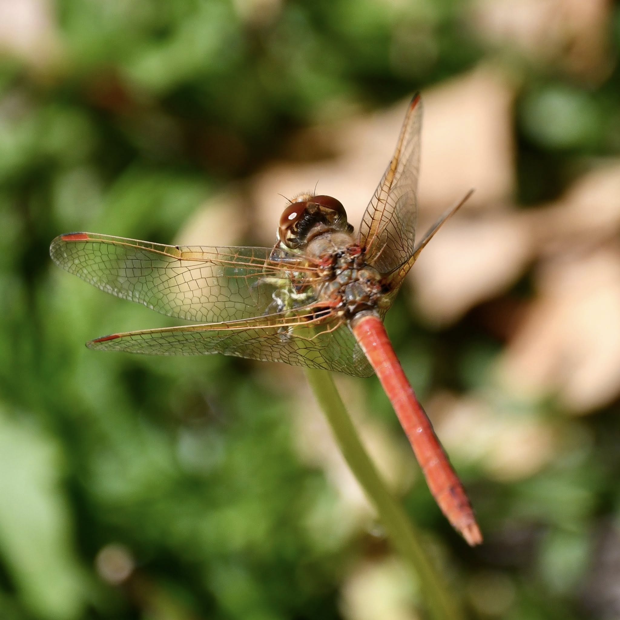 Estructura alar de libélula