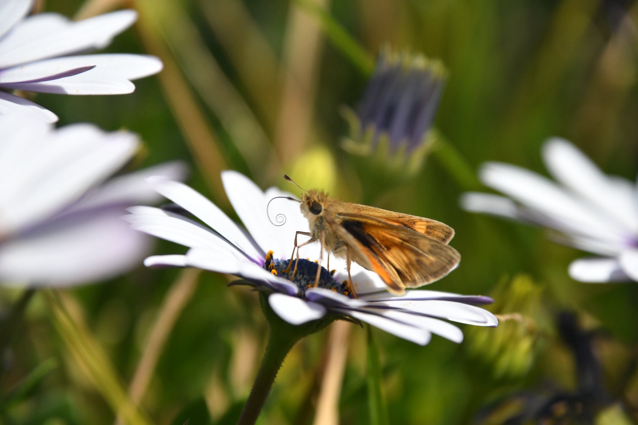 Pausa sobre la flor